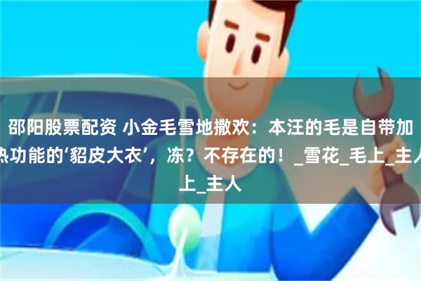 邵阳股票配资 小金毛雪地撒欢：本汪的毛是自带加热功能的‘貂皮大衣’，冻？不存在的！_雪花_毛上_主人
